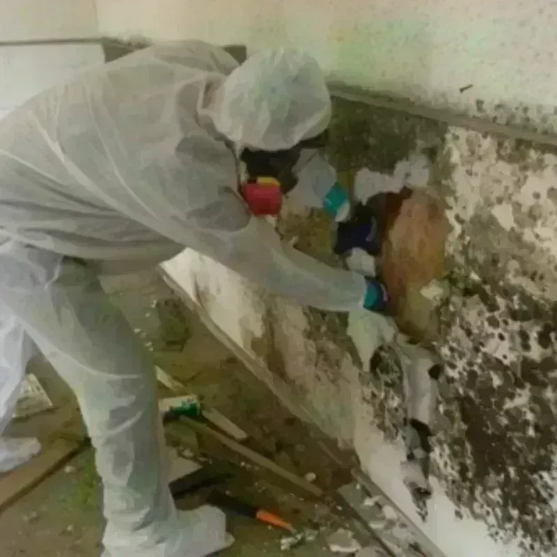 Mold Remediation and Removal in Meridian, TX